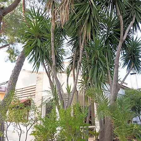 Yucca & 3*