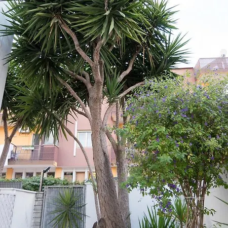 Yucca & *